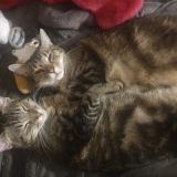 Photo de chat perdu à Tamines