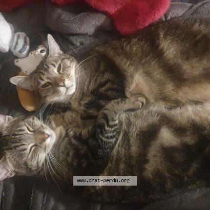 Photo 1/1 Neo Chat perdu à Tamines