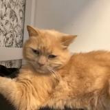 Photo de chat perdu à Naintre