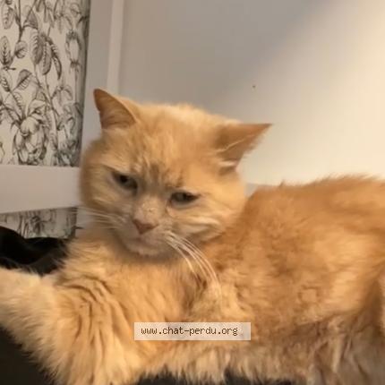 Photo 1/1 Jerry Chat perdu à Naintre