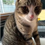 Photo de chat perdu à Orange