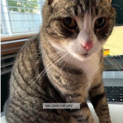 Photo 1/1 Been Chat perdu à Orange