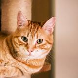 Photo de chat perdu à Le Chesnay