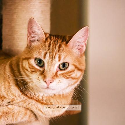 Photo 1/1 Chat retrouvé Perdu à Le chesnay