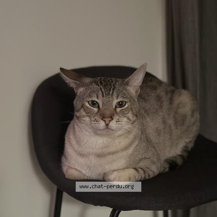 Photo 1/1 Chat retrouvé Perdu à Montreal