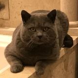 Photo de chat perdu à Dardilly Secteur Montcourant