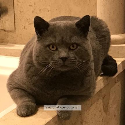 Photo 1/2 Chat retrouvé Perdu à Dardilly secteur montcourant