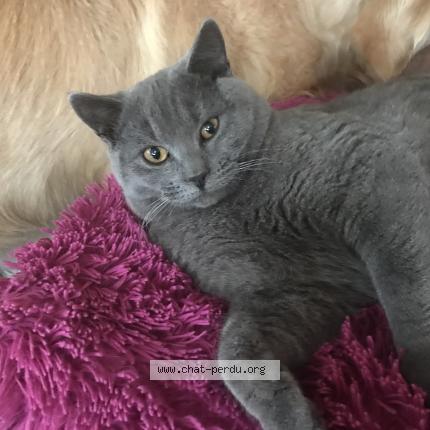 Photo 2/2 Chat retrouvé Perdu à Dardilly secteur montcourant