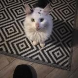 Photo de chat trouvé à Ste Gemme