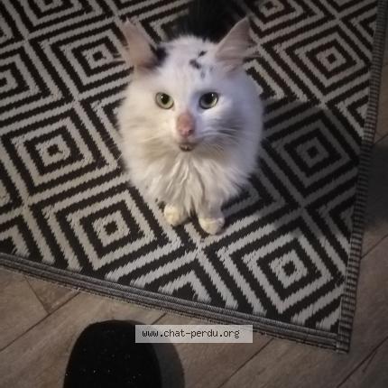 Photo 1/1 Chat trouvé Trouvé à Ste gemme