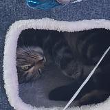 Photo de chat perdu à Massy