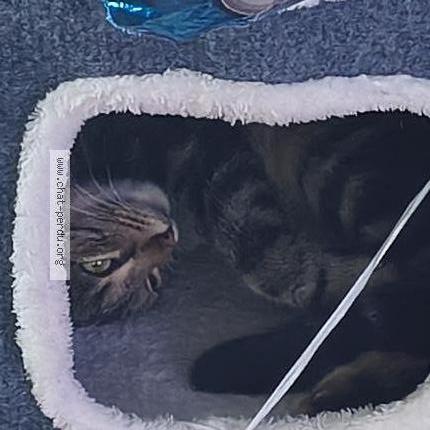 Photo 1/2 Zeli Chat perdu à Massy