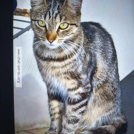 Photo 2/2 Zeli Chat perdu à Massy