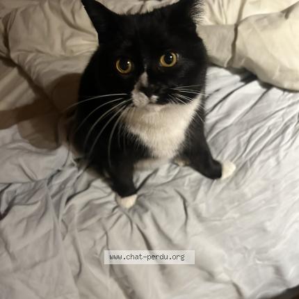 Photo 1/1 Thalie Chat perdu à Saint sauveur