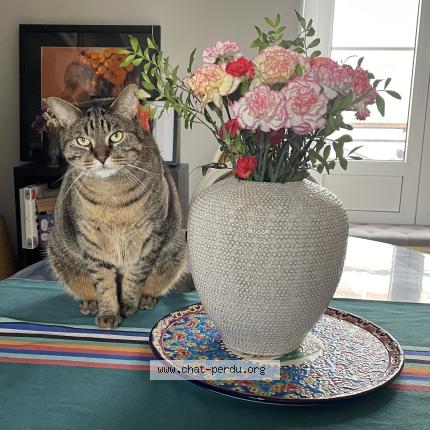 Photo 1/1 Bernard Chat perdu à Le mans