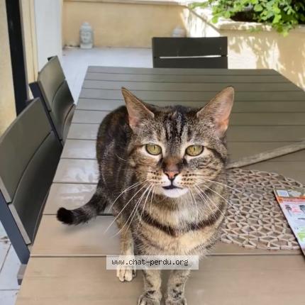 Photo 1/1 Joy Chat perdu à Corbeilles en gatinais