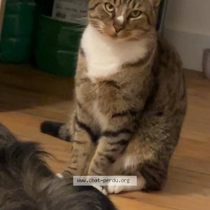 Photo 1/1 Hermes Chat perdu à Tourcoing