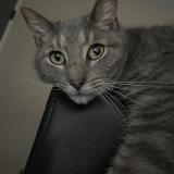 Photo de chat perdu à New Carlisle