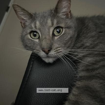 Photo 1/1 Thumbkin Chat perdu à New carlisle