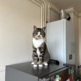 Photo de chat perdu à Verneuil Sur Avre