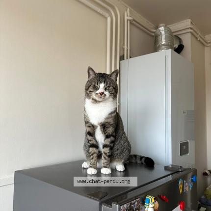 Photo 1/1 UPS Chat perdu à Verneuil sur avre