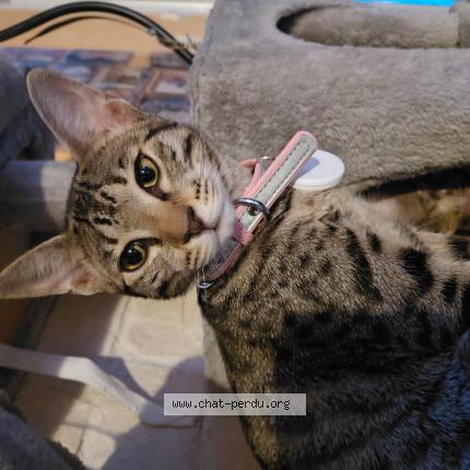 Photo de chat perdu à Roissy En Brie