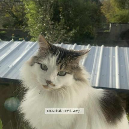 Photo de chat perdu à Brest