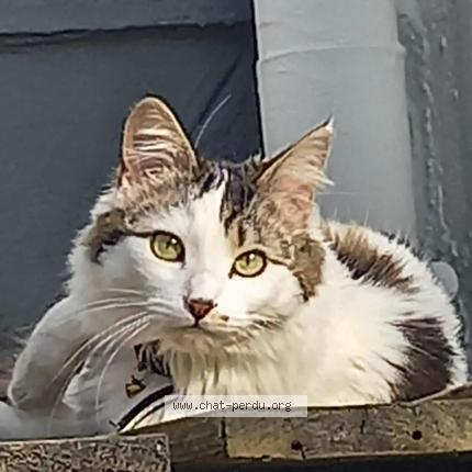 Photo 2/2 Chat retrouvé Perdu à Brest