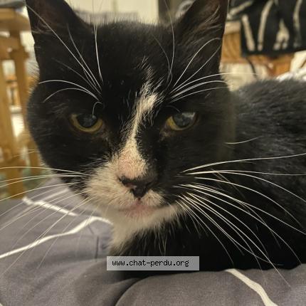 Photo 1/1 Chat trouvé Trouvé à Paris