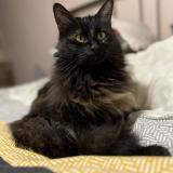 Photo de chat perdu à Saint Jean D Asse