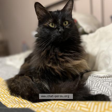 Photo 1/1 Sushi Chat perdu à Saint jean d asse