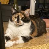 Photo de chat perdu à Verdun Sur Le Doubs