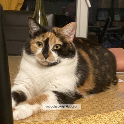 Photo 1/1 Yumi Chat perdu à Verdun sur le doubs