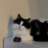 Photo de chat perdu à Brulon