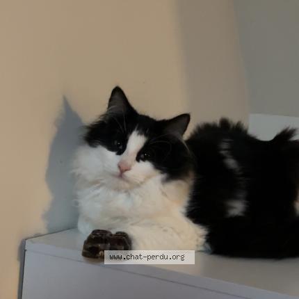 Photo 1/1 Nuit Chat perdu à Brulon