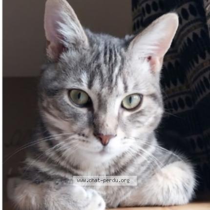 Photo 1/1 Jabba Chat perdu à Auzebosc