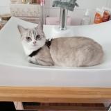 Photo de chat perdu à Saint Pierre