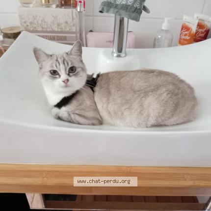 Photo 1/1 Mafia Chat perdu à Saint pierre