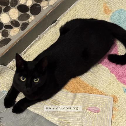 Photo 1/1 Pétrole Chat perdu à Ladapeyre