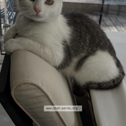 Photo 1/1 Romy Chat perdu à Bruges