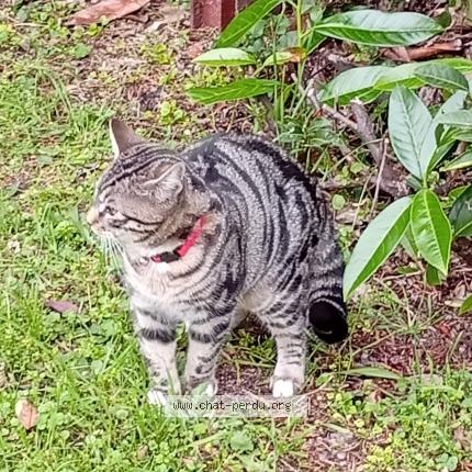 Photo de chat trouvé à Roanne