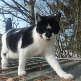 Photo de chat perdu à Louvigne Du Desert