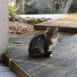 Photo de chat trouvé à Saint Felix