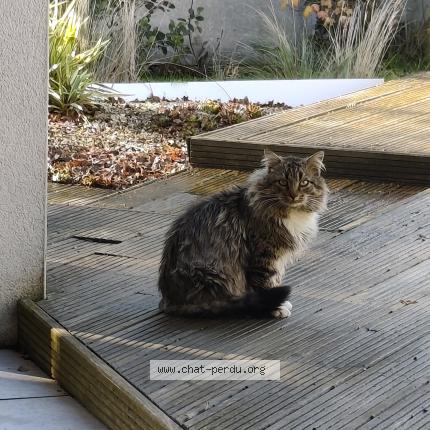 Photo 1/1 Chat trouvé Trouvé à Saint felix