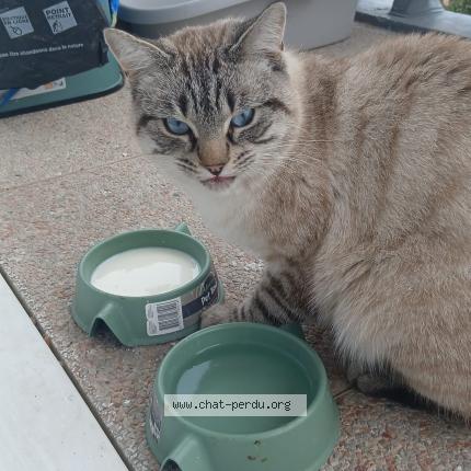 Photo 1/1 Chat retrouvé Trouvé à Toulon