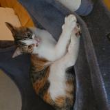 Photo de chat perdu à Saint Martin De La Place