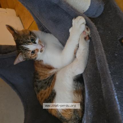 Photo 1/1 Vaya Chat perdu à Saint martin de la place