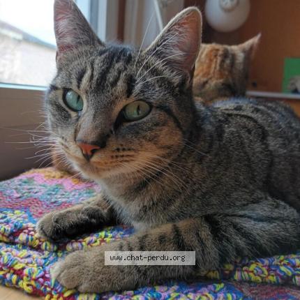 Photo 1/1 Sacha Chat perdu à Nantes