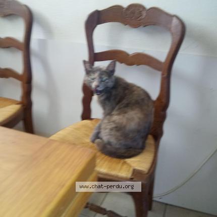 Photo 1/1 Chat retrouvé Perdu à Bagneux 49400saumur