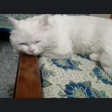 Photo de chat perdu à Rawalpindi